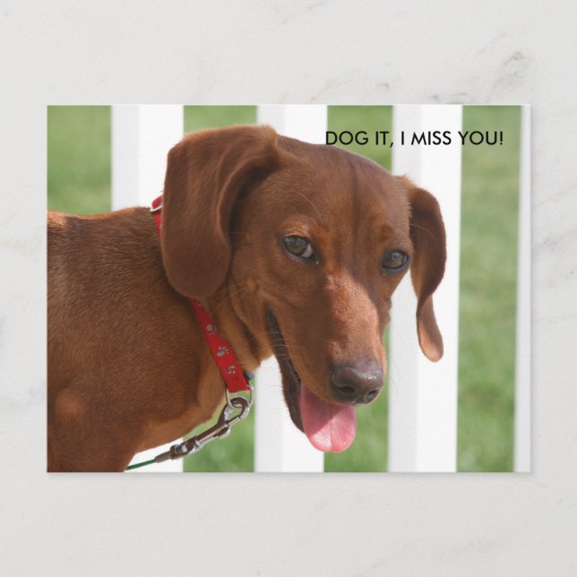 CARTÃO POSTAL IMG_1331, CACHORRO, SINTO SUA FALTA! (Frente)