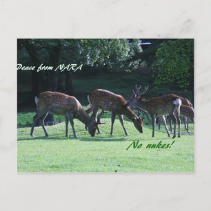 Cartão Postal IMG_1699 nara