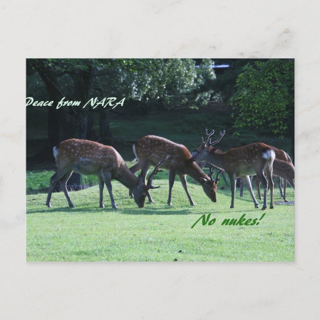 Cartão Postal IMG_1699 nara (Frente)