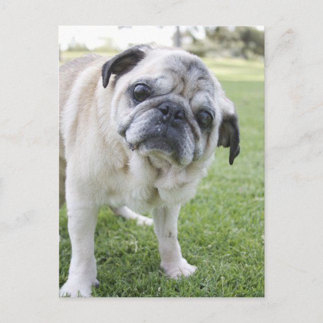 CARTÃO POSTAL IMG_2562 (Frente)