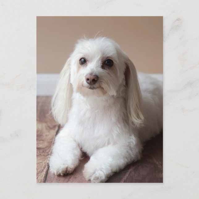 CARTÃO POSTAL IMG_4050 (Frente)