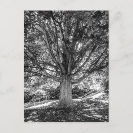 CARTÃO POSTAL IMG_5219.JPG