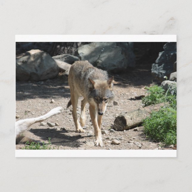 CARTÃO POSTAL IMG_7805 (Frente)