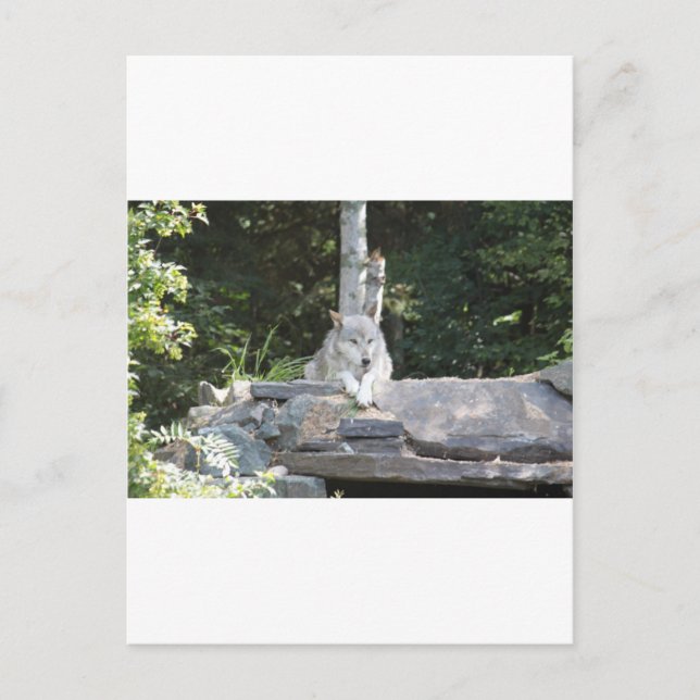 CARTÃO POSTAL IMG_7954 (Frente)