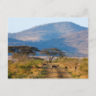 Cartão Postal Impala (Aepyceros Melampus), Hluhluwe-Umfolozi