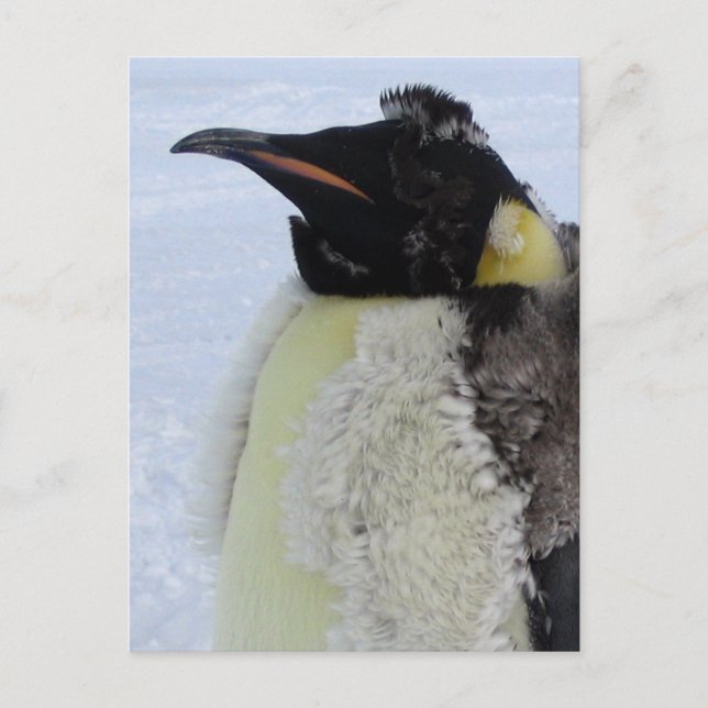 Cartão Postal Imperador de Moldagem Penguin (Frente)