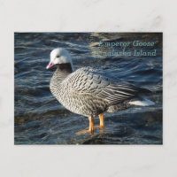 Imperador Goose na Ilha de Unalaska