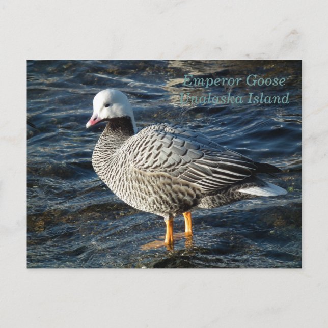 Cartão Postal Imperador Goose na Ilha de Unalaska (Frente)