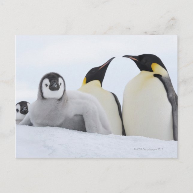 Cartão Postal Imperador Penguin (Aptenodytes forsteri) (Frente)