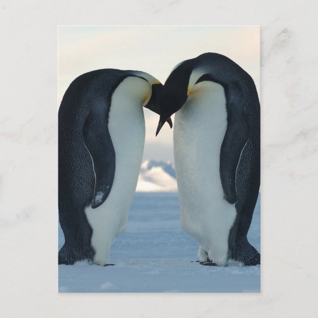 Cartão Postal Imperador Penguin Courship (Frente)