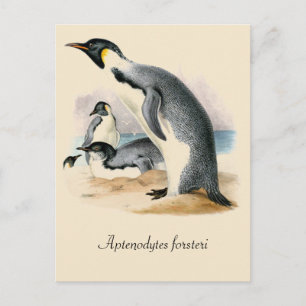 Cartão Postal Imperador Penguin, desenho antigo