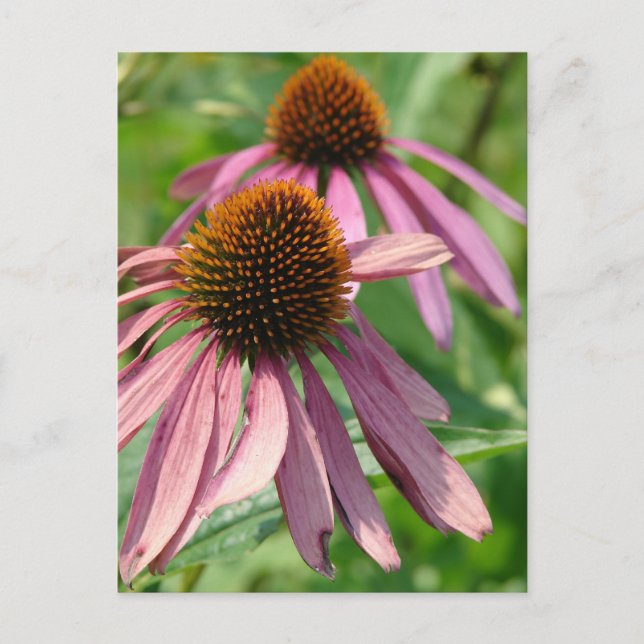 Cartão Postal Imperfeição (Frente)