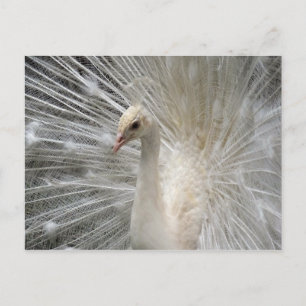 Cartão Postal Imperial Peacock