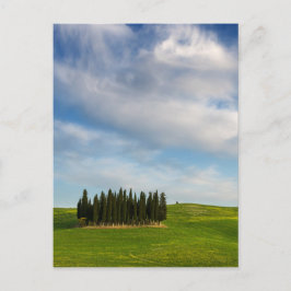 Cartão Postal Imprensa em árvores verticais na Toscana