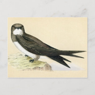 Cartão Postal Impressão antiga de um Swift alpino