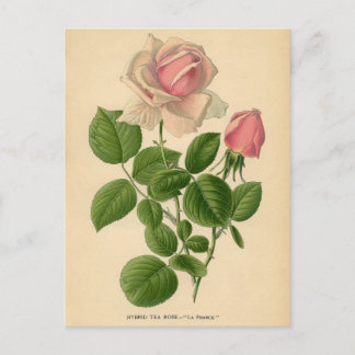 Cartão Postal Impressão botânico - Chá Rosa