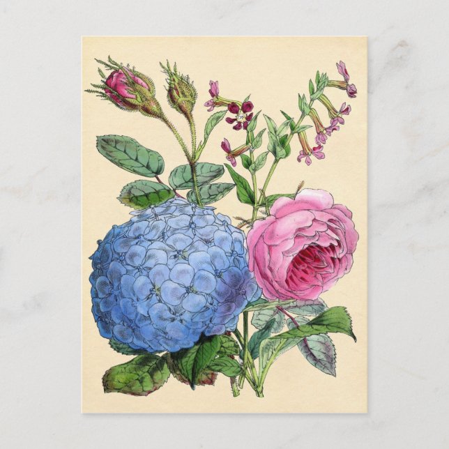 Cartão Postal Impressão botânico - Hydrangea e Rosas (Frente)