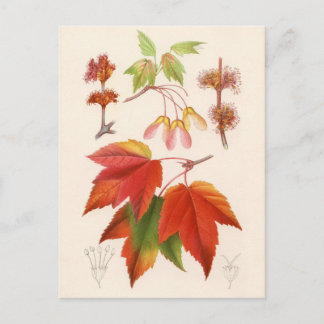 Cartão Postal Impressão botânico - Maple vermelho (acer rubrum)