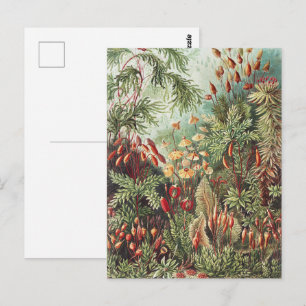 Cartão Postal Impressão da Natureza de Musgo de Ernst Haeckel Ac