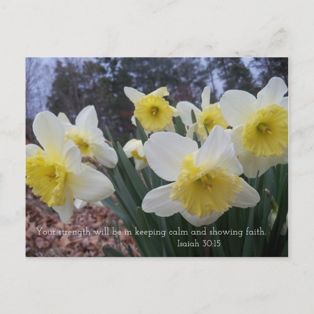 Cartão Postal Impressão Daffodil com Isaiah 30:15 (Frente)