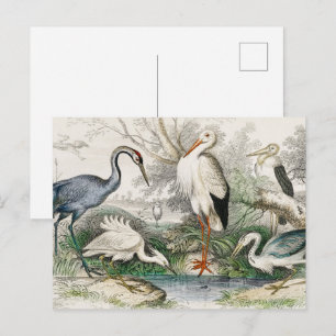 Cartão Postal Impressão de Arte da Natureza de Garça, Cegonha e 