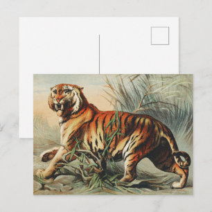 Cartão Postal Impressão de Arte Naturalista do Tigre-de-bengala
