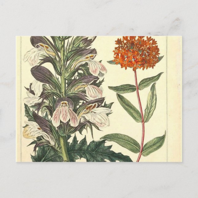 Cartão Postal Impressão de Botânica com Flor Selvagem Vermelha (Frente)