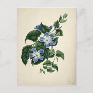Cartão Postal Impressão de botânica da Vintage