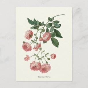 Cartão Postal Impressão de Botânica de Rosas Rosa Vintage