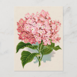 Cartão Postal Impressão de Botânica, Hydrangea Rosa