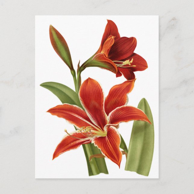 Cartão Postal Impressão de Botânica Red Amaryllis (Frente)