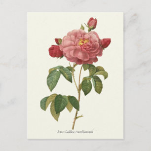 Cartão Postal Impressão de Botânica Rosa Rosa Rosa Vintage