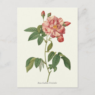 Cartão Postal Impressão de Botânica Rosa Rosa Rosa Vintage