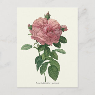Cartão Postal Impressão de Botânica Rosa Rosa Rosa Vintage
