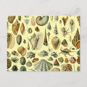 Cartão Postal Impressão de Conchas Vintage Adolphe Millot Costei