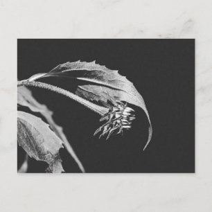 Cartão Postal Impressão de Foto de Flor Murchando Gótica