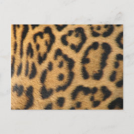 Cartão Postal Impressão de Leopardo