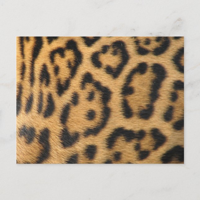Cartão Postal Impressão de Leopardo (Frente)