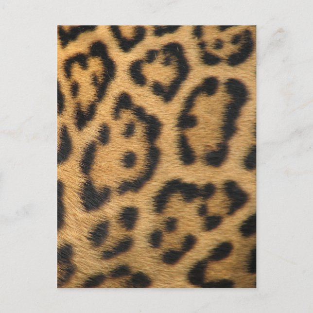 Cartão Postal Impressão de Leopardo (Frente)