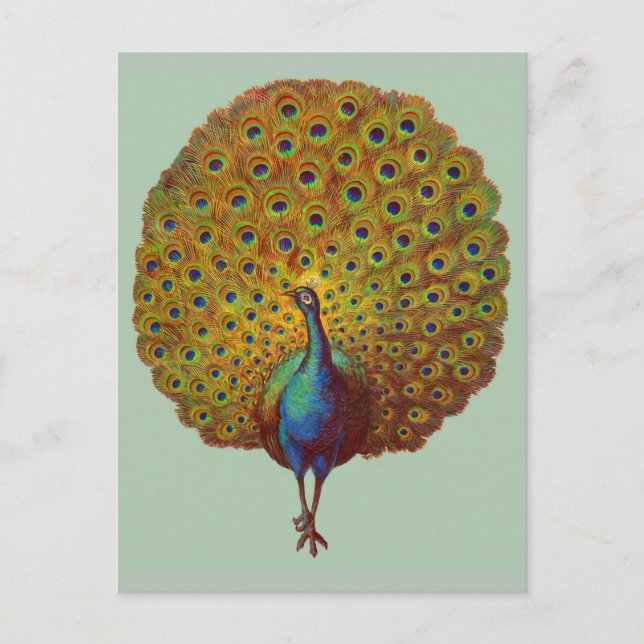 Cartão Postal impressão de pavão vitoriano (Frente)