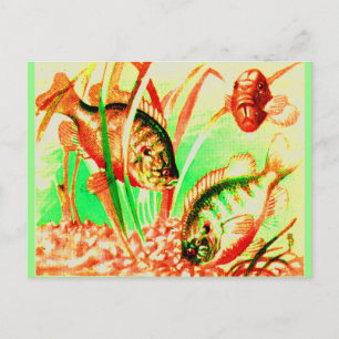 Cartão Postal impressão de peixe-sol água fresca