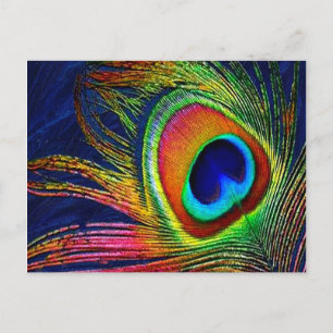 Cartão Postal Impressão de Pena de Pavão Colorida