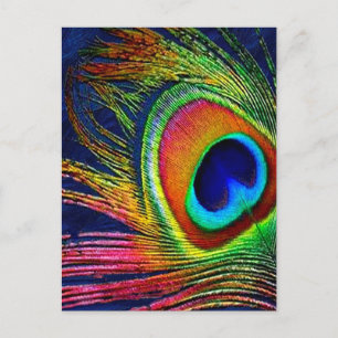 Cartão Postal Impressão de Pena de Pavão Colorida