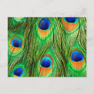Cartão Postal Impressão de Penas de Peacock Coloridas