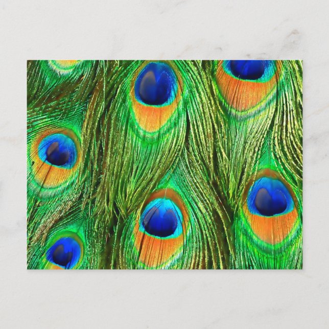 Cartão Postal Impressão de Penas de Peacock Coloridas (Frente)