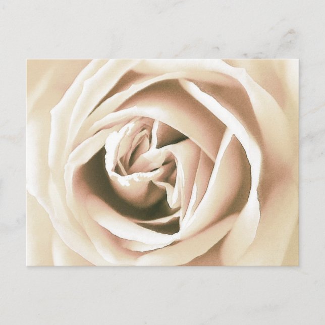 Cartão Postal Impressão de rosa branco (Frente)