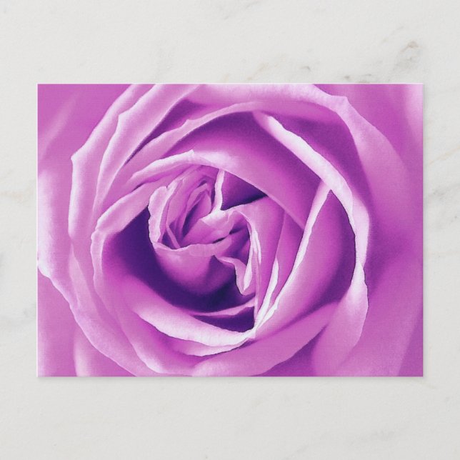 Cartão Postal Impressão de rosa lavanda (Frente)