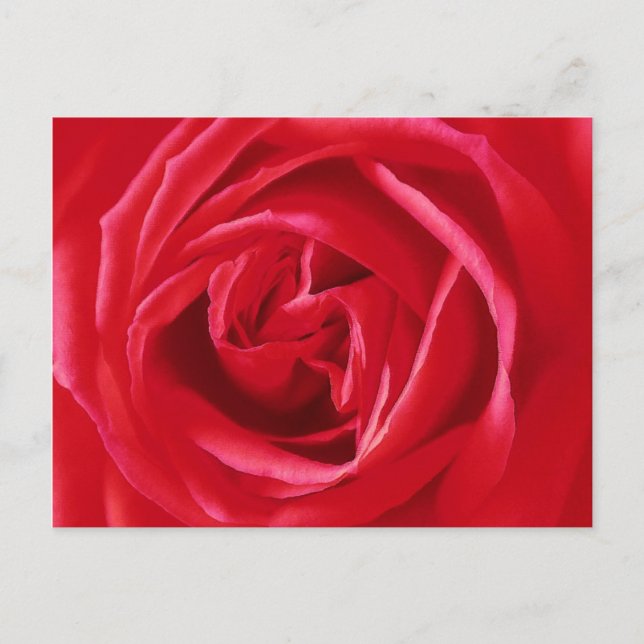 Cartão Postal Impressão de rosa vermelha (Frente)