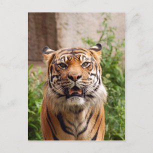 Cartão Postal Impressão de rosto de tigre bonito