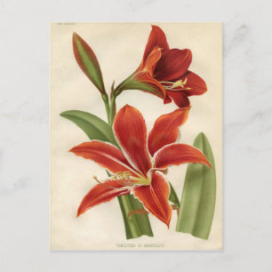 Cartão Postal Impressão de Vintage Botânica - Amaryllis